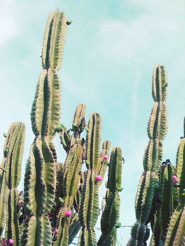 cactus à fleurs roses et pastels bleus Caroline Marie Griffin