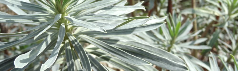 plantes grasses de la balade en gris CashPistache