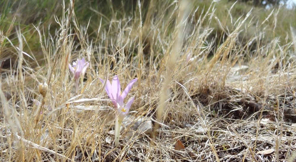 crocus d'automne en balade