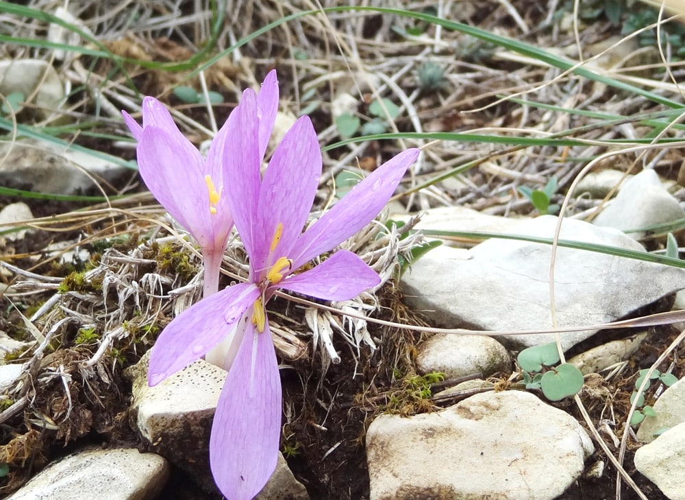 crocus, petite fleur mauve de montagne