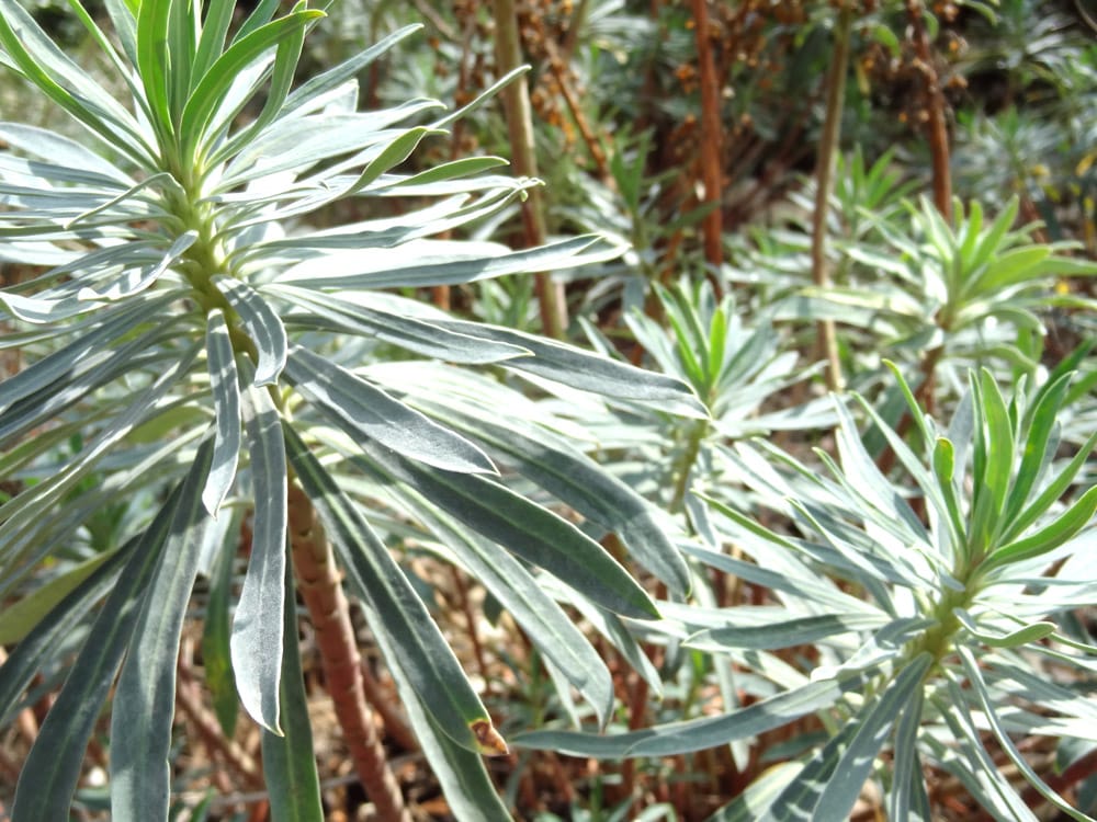 plantes grasses d'automne