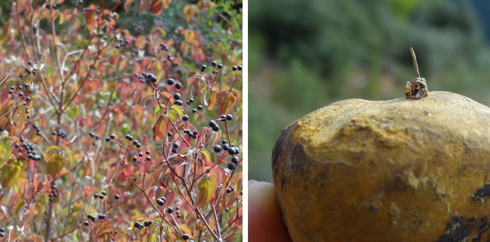 arbuste rouge à fruits noirs