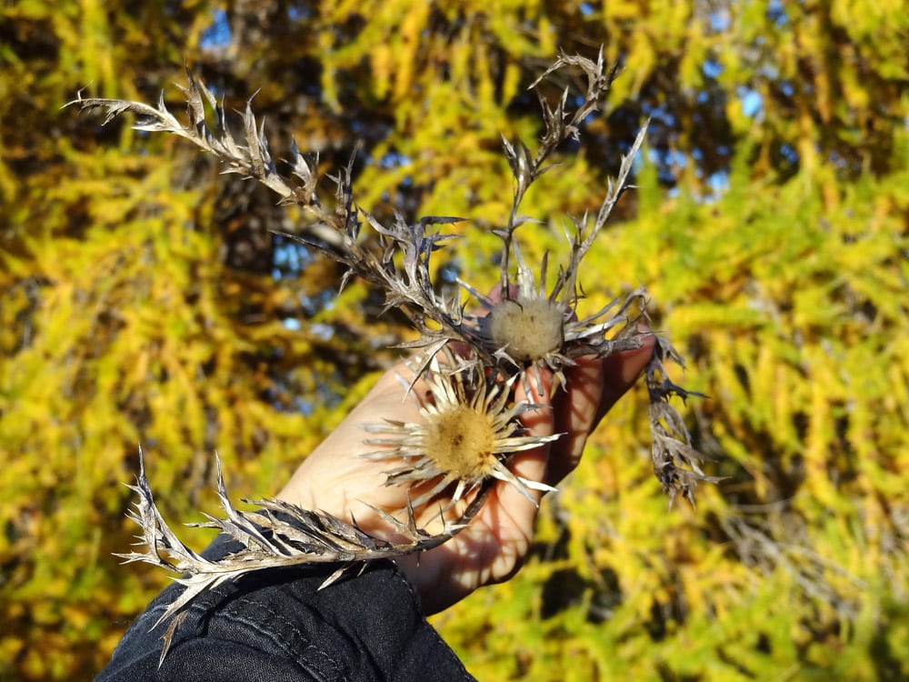 fleurs des alpes automne