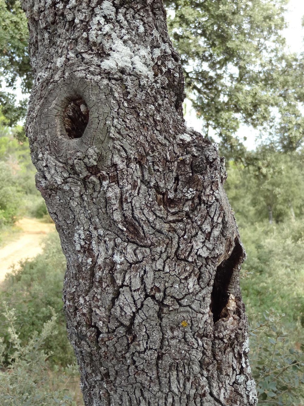 arbre qui parle, de conte pour enfant