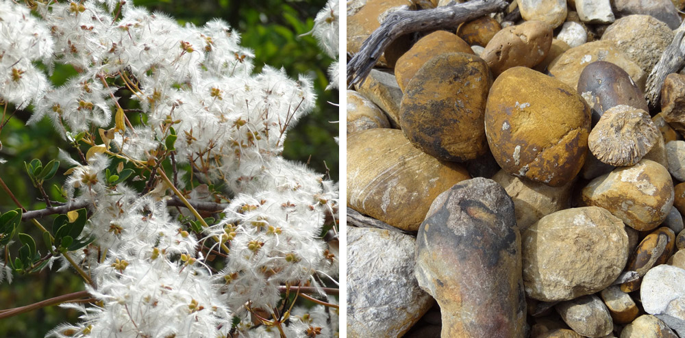 graines et cailloux pour minuscules insectes