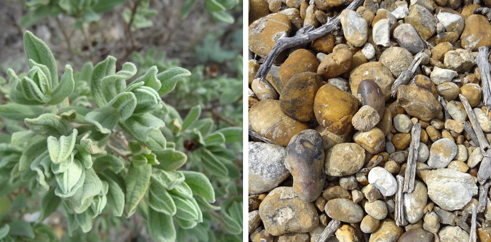 plantes pierres d'automne en provence