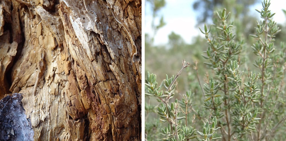 thym de provence et randonnée