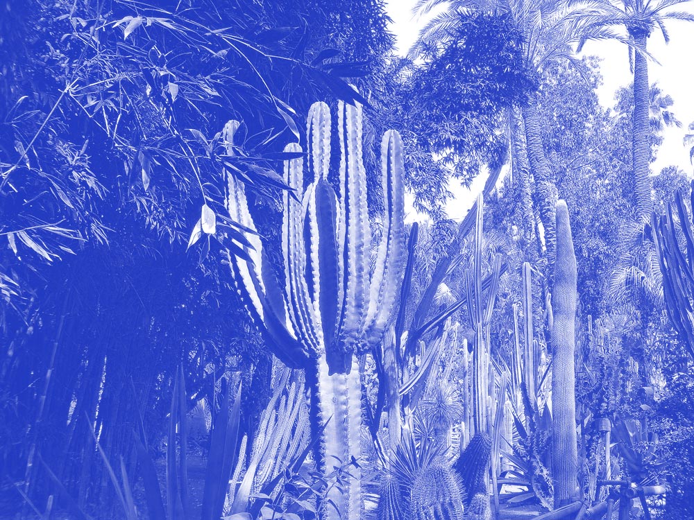 jardins majorelle Guéliz Marrakech voyage Maroc