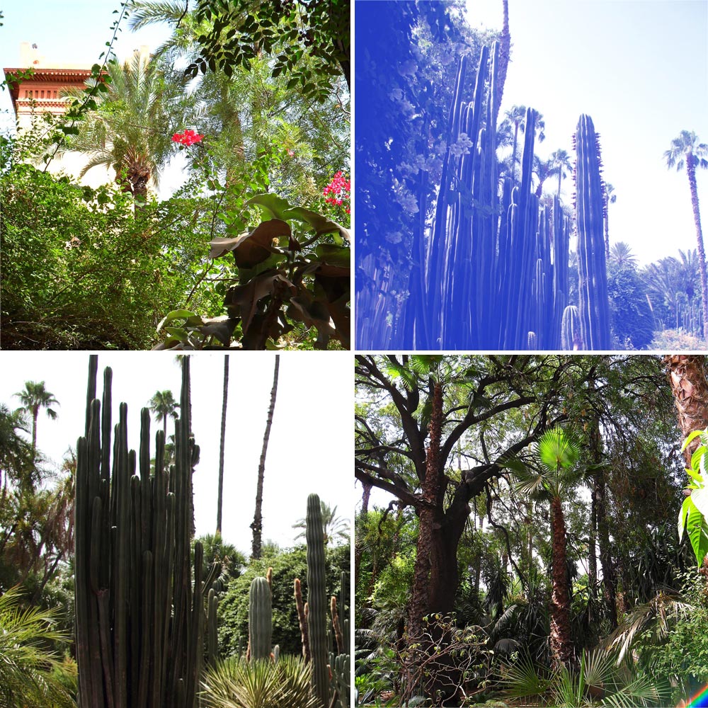 visiter Marrakech en 3 jours le jardin exotique majorelle