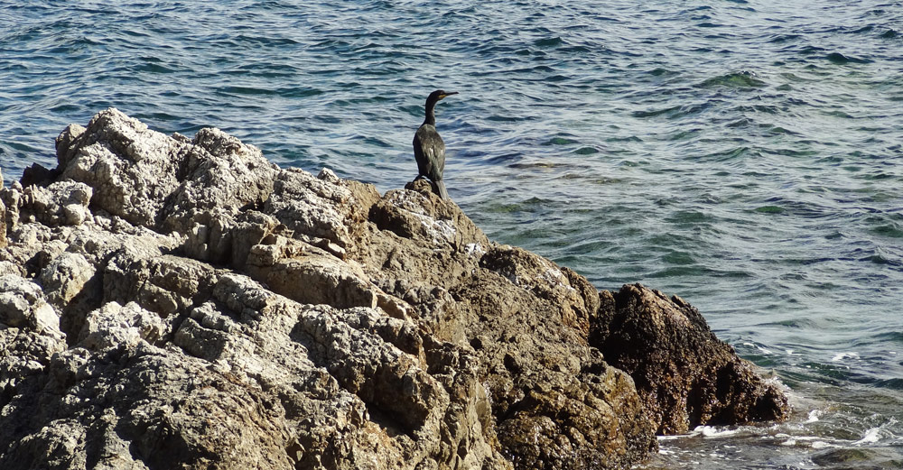 animaux de corse oiseaux de mer