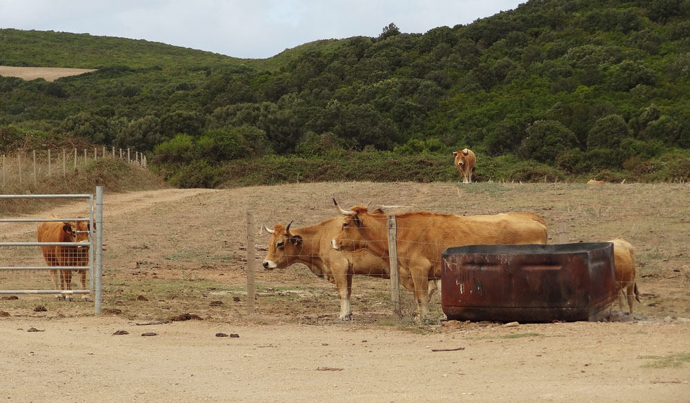 animaux en corse vaches promenade cap corse