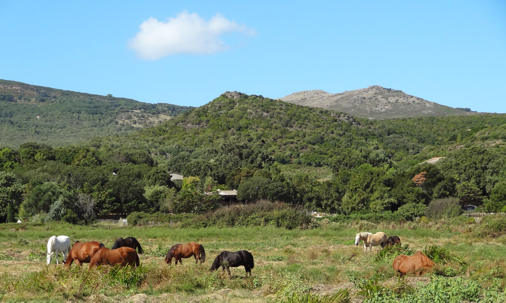 chevaux sauvages en corse randonnee