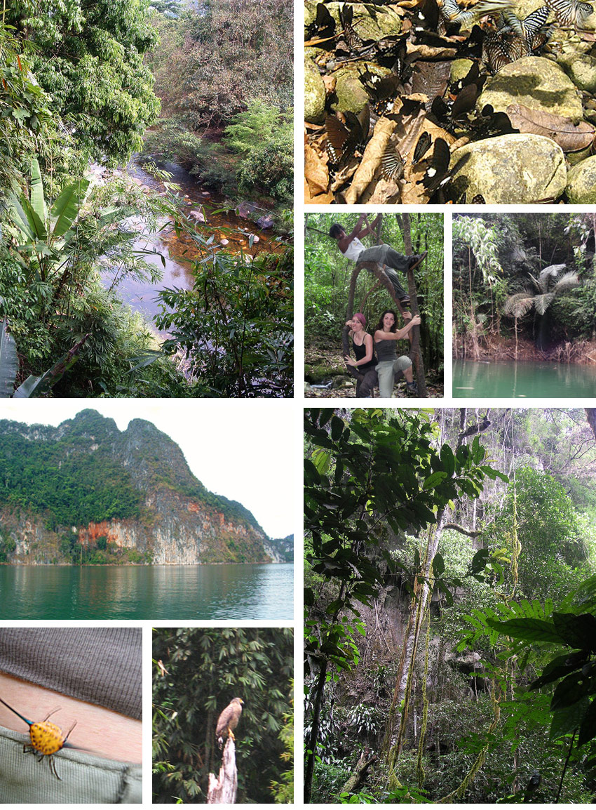 trekking et insectes dans la jungle de thailande khao sok