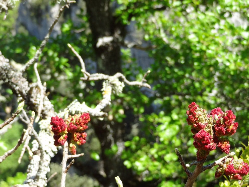 nature dans les gorges d oppedette