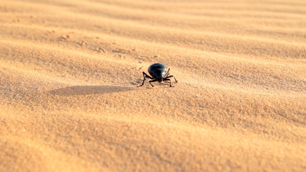 scarabée dans le désert du Maroc