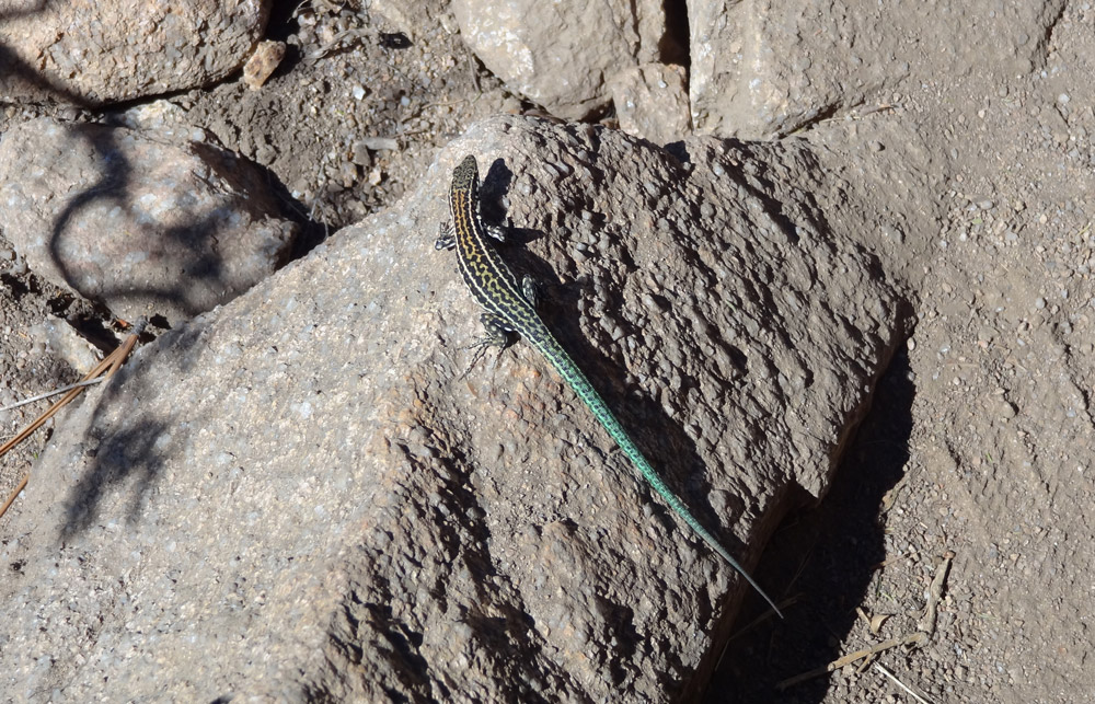 lézard corse faune des aiguilles de bavella