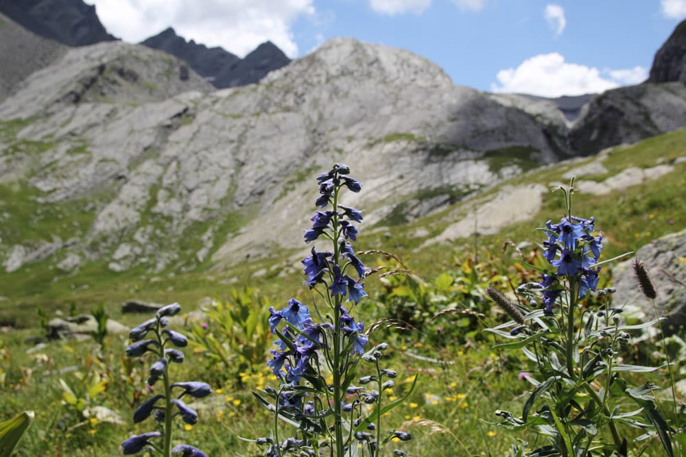 ete vacances alpes-sentier lauzanier