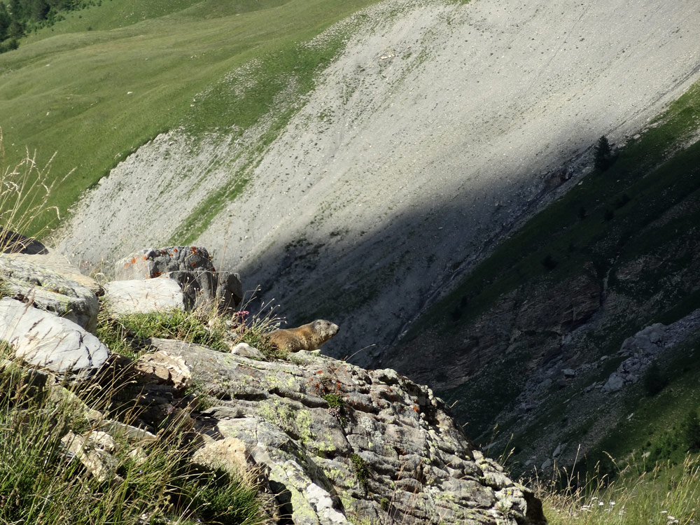 marmotte-parc national du mercantour lauzanier