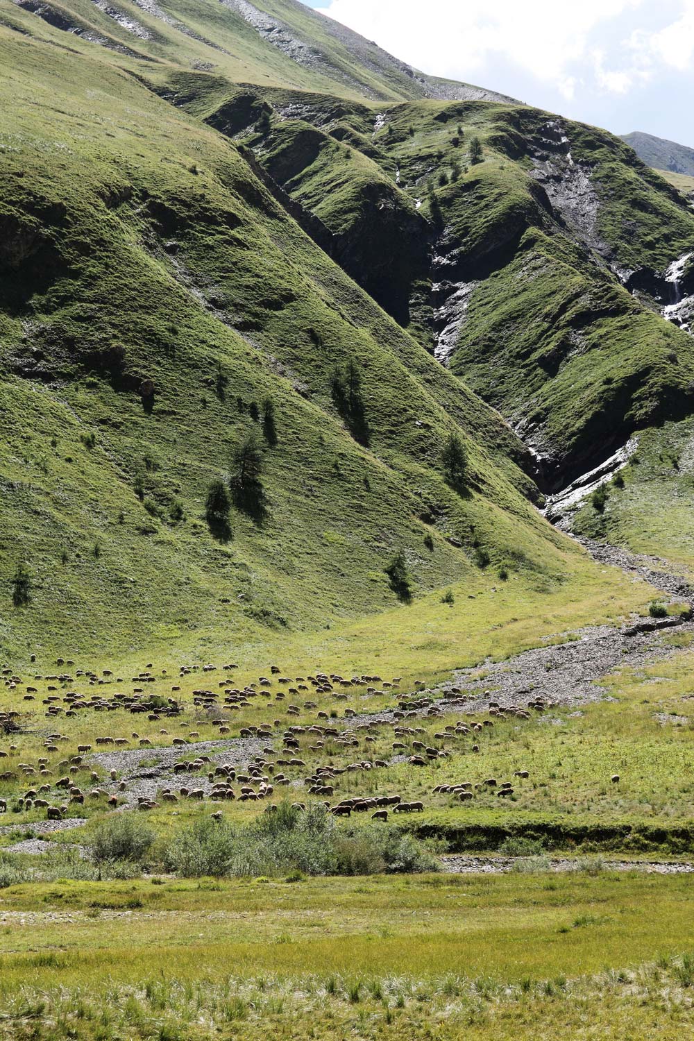 vallon-du-lauzanier-troupeau-moutons