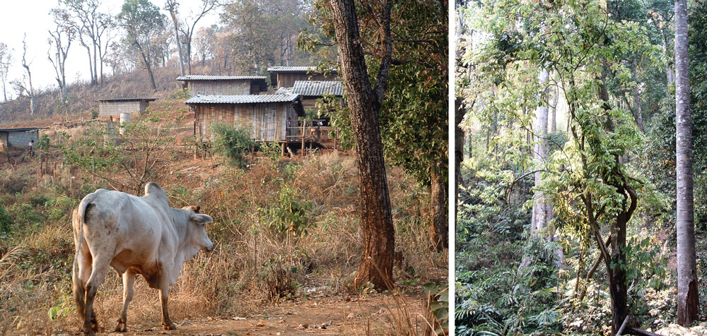 trek à Chiang Mai en Thailande village