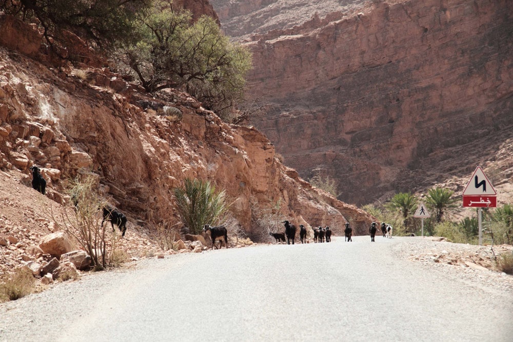 sud-du-maroc-tafraoute-chevres-carnet-de-voyage