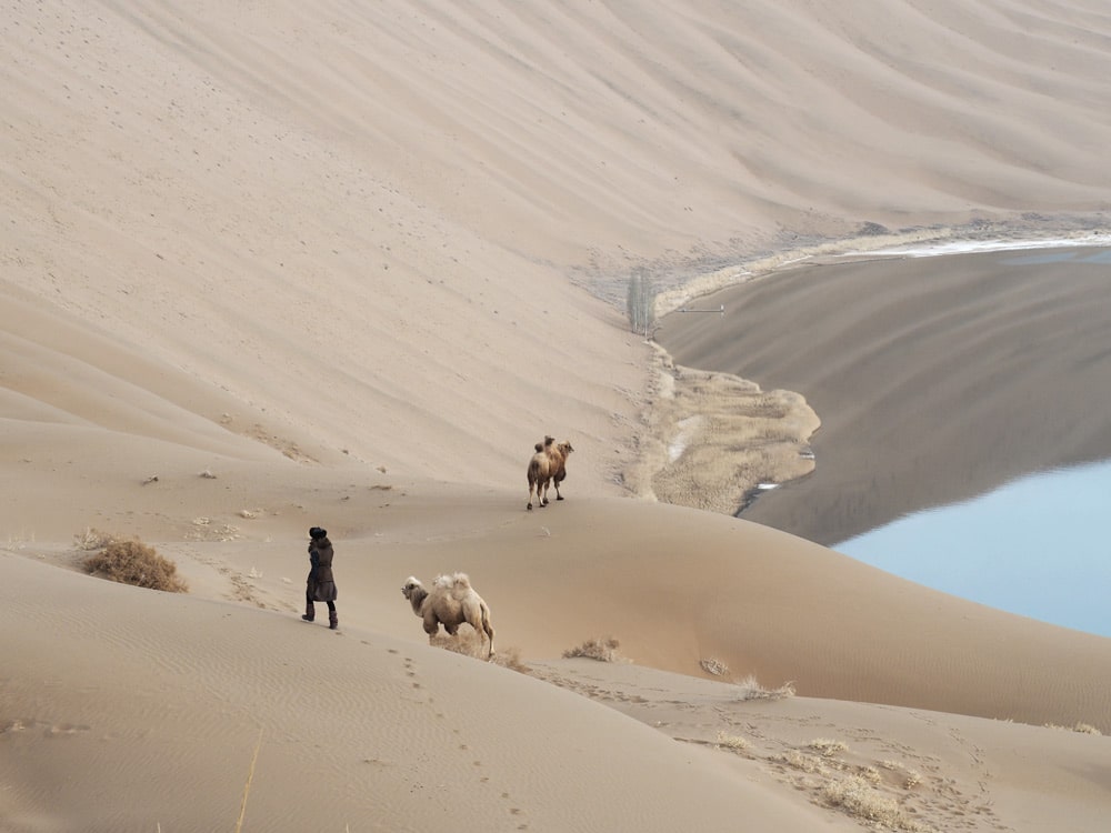 chameau desert chine plus hautes dunes badain jaran