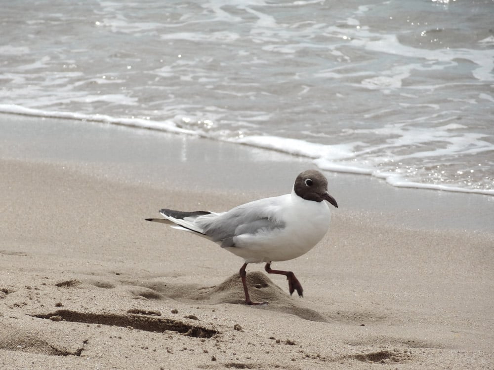 véritable mouette de la Côte d'Azur en France