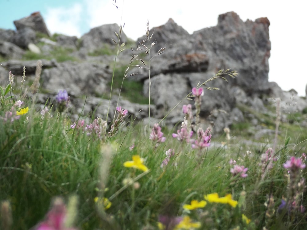 fleurs de montagne lac couleurs Chambeyron Alpes