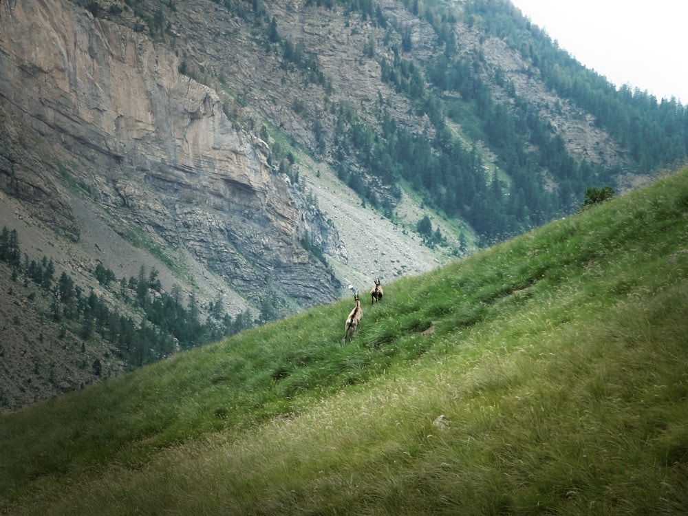 Refuge du Chambeyron animaux de montagne