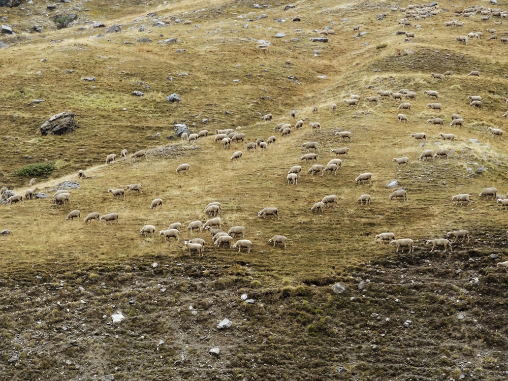 Alpes françaises randonnées en montagne