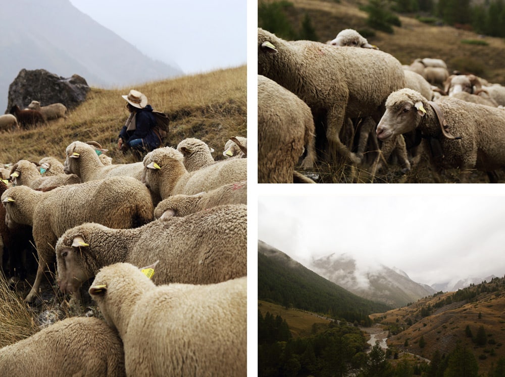 Longet et parouart transhumance d'automne