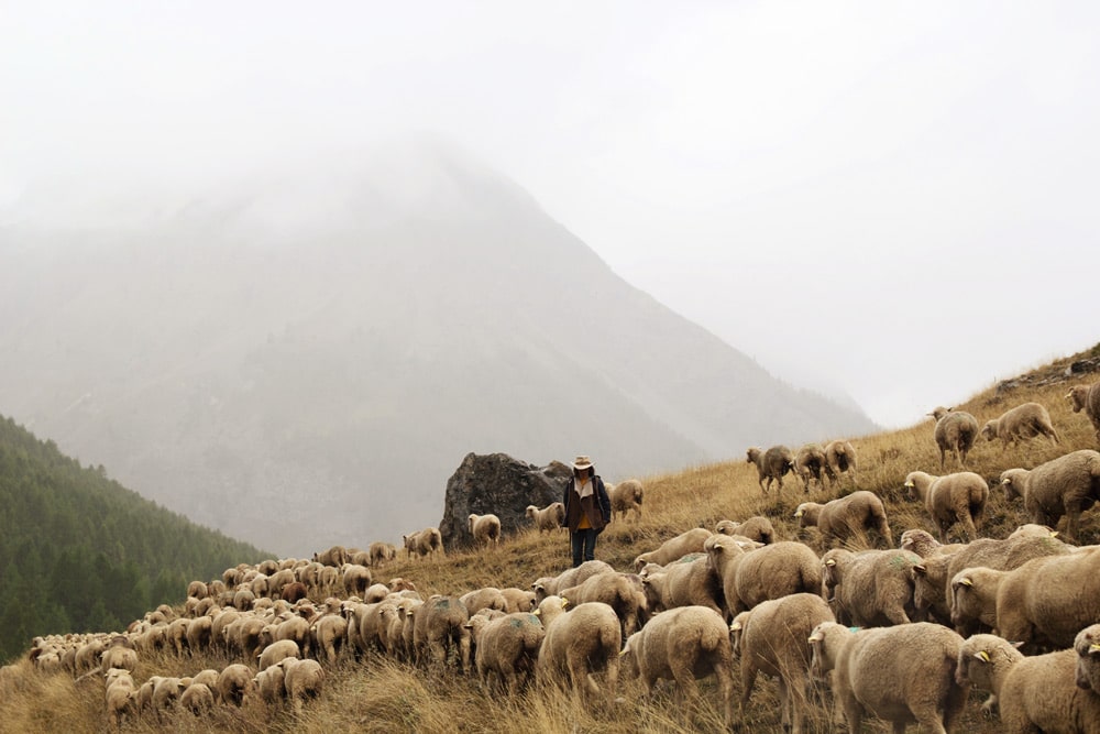 Transhumance d'automne en Vallée de l'Ubaye 