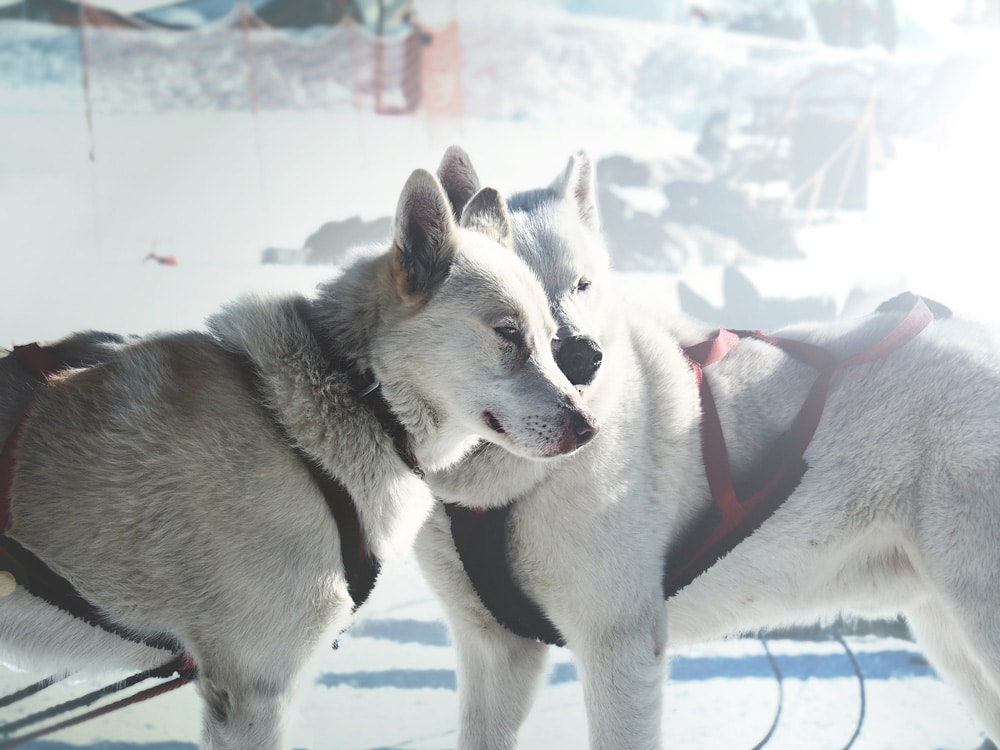 chiens de traîneaux dans quelle station de ski ?