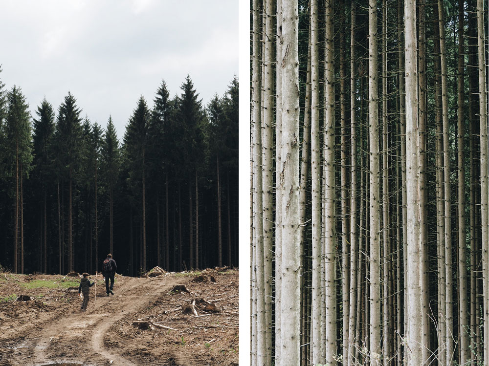 Forets du parc du Pilat et que voir en Loire ?