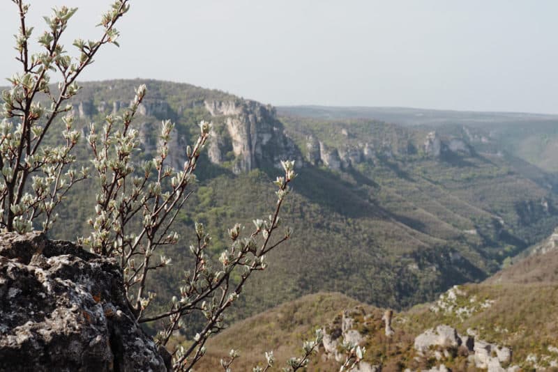 Guide Causse Noir Gorges de la Dourbie