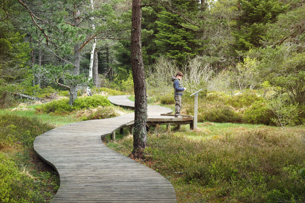 Tourbière de Gimel parc naturel du Pilat Loire