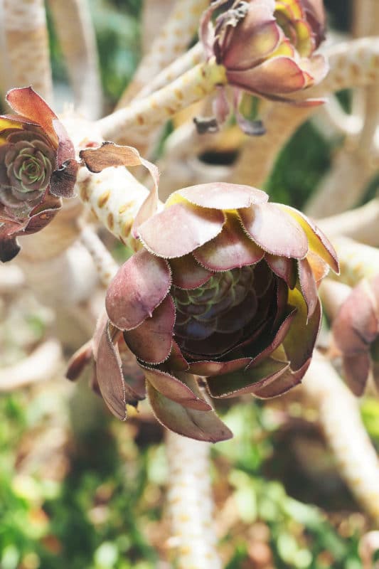 jardin exotique Èze tarif avis