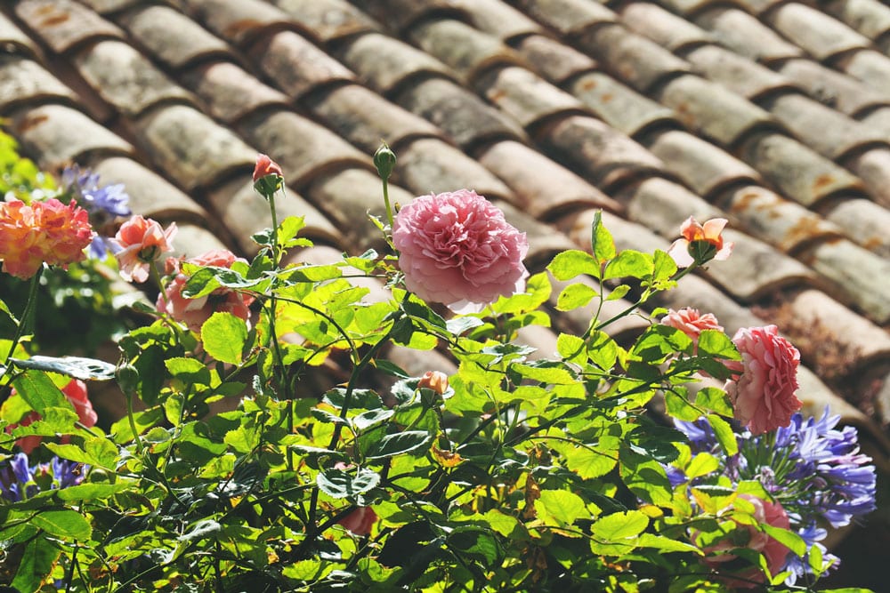 Visiter plus beau jardin sur Côte d'Azur