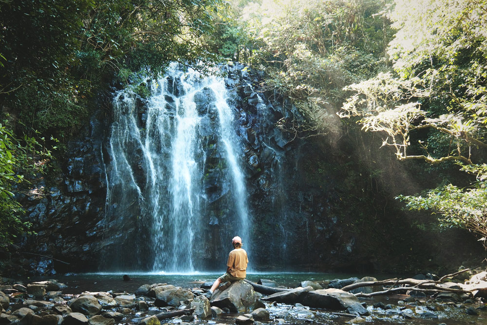 faire circuit Milaa Milaa falls au sud de Cairns Australie