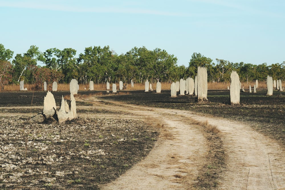 termitières magnétiques en Australie Parc Litchfield Darwin
