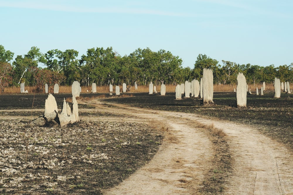 termitières magnétiques en Australie Parc Litchfield Darwin