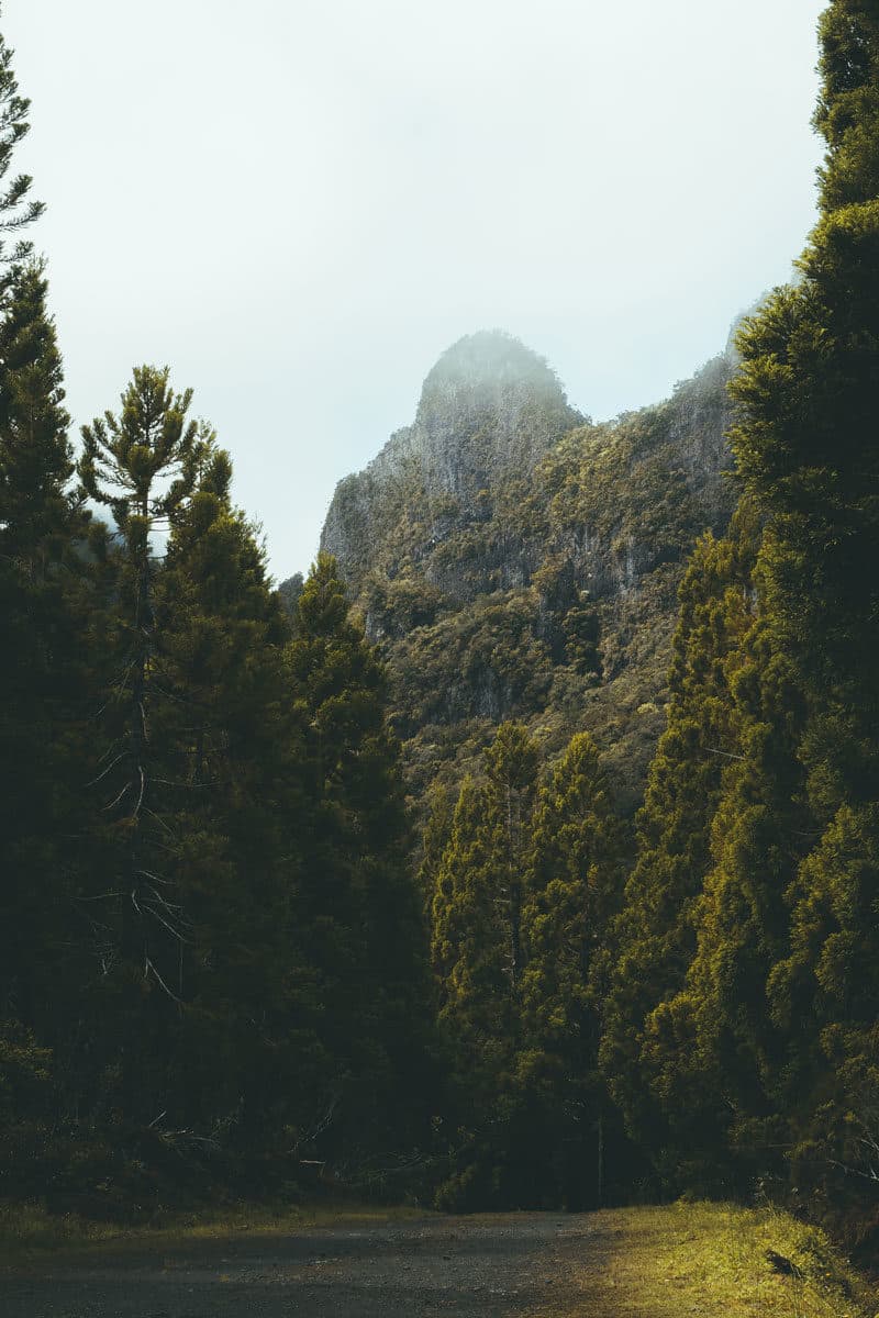 Col des Boeufs sentier Marla La Réunion