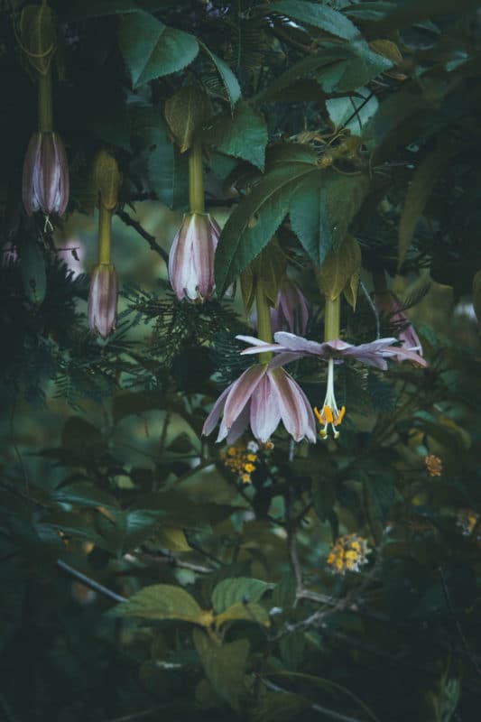 fleurs de La Réunion trek nature Marla Mafate