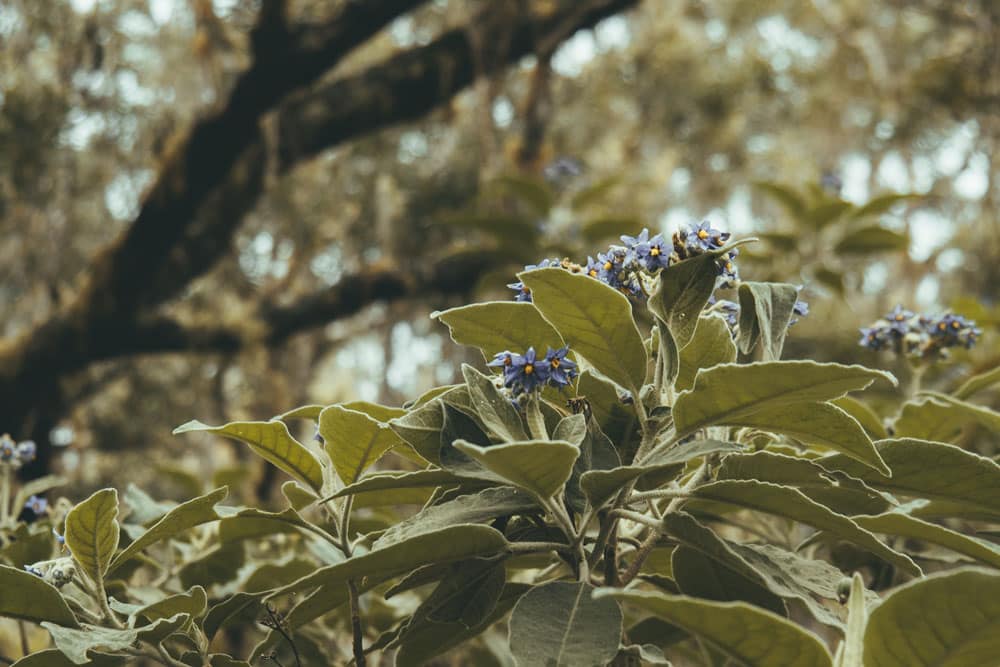 plantes de La Réunion cirque Mafate