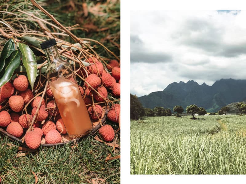 faire du rhum arrangé de la Réunion litchi