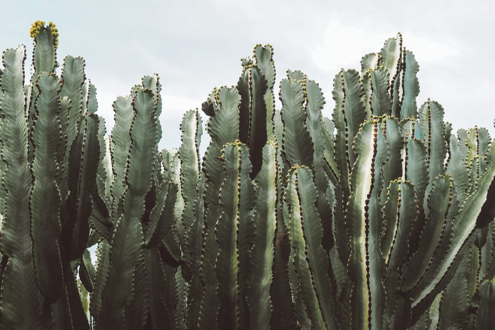 visite jardin de cactus Lanzarote artiste