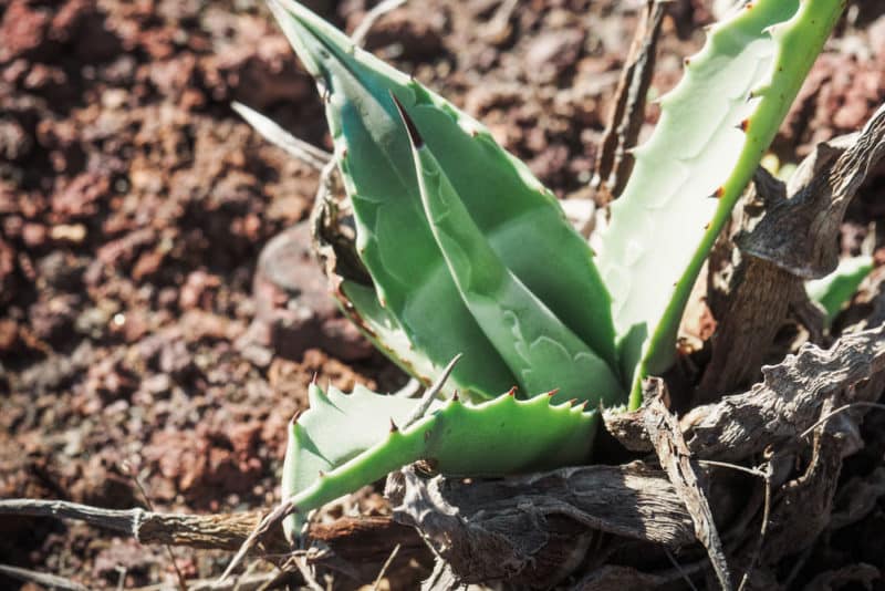 aloe vera Lanzarote souvenir îles Canaries