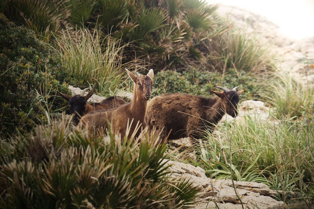 beaux sentiers de randonnées Majorque nature