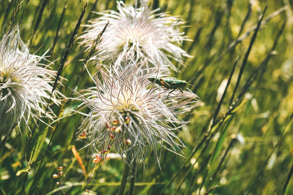 balade nature avec enfant Champagny