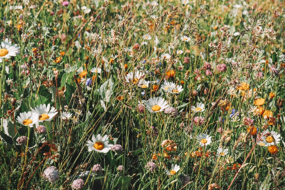 fleurs de montagne Alpes La Plagne